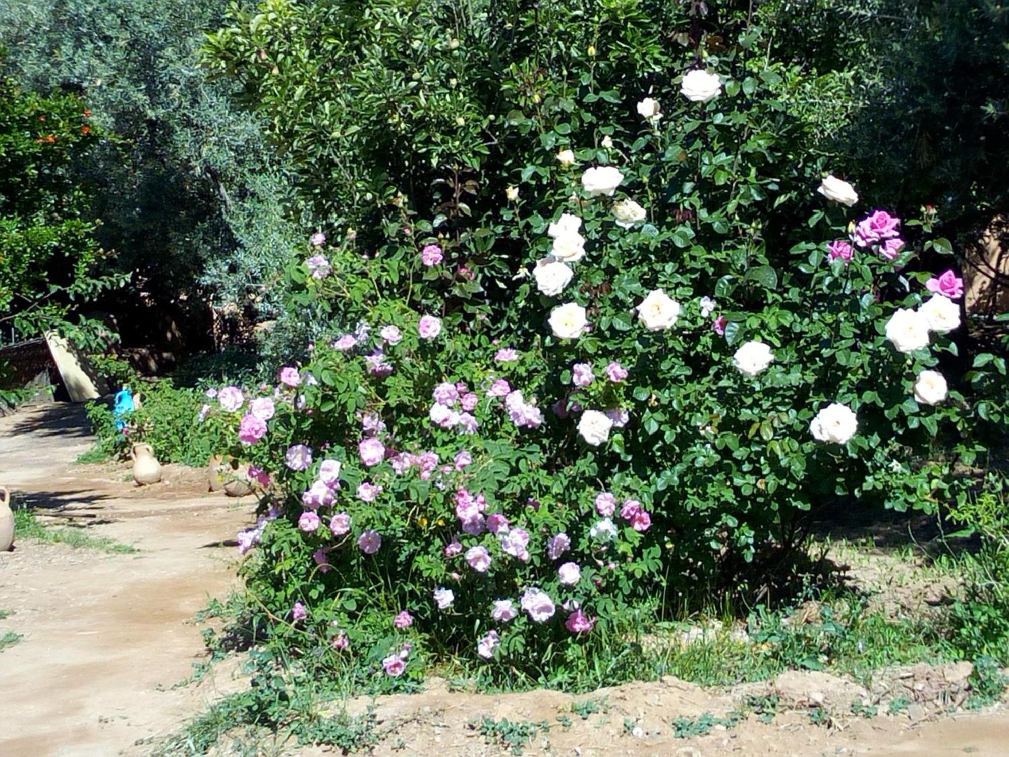 Ecolodge Miss Rose Chez La Famille Boumalne Dış mekan fotoğraf